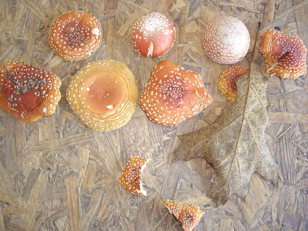 Dry red fly agaric hats a with item - Photo, Image