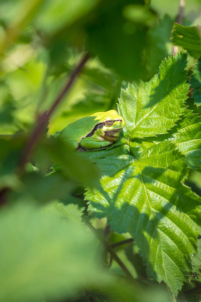小さなヨーロッパの木のカエルの閉鎖太陽の下で加熱されたブラックベリーの茂みの中で休んで、ラナ・アルボレア、ヒラ・アルボレア. - 写真・画像