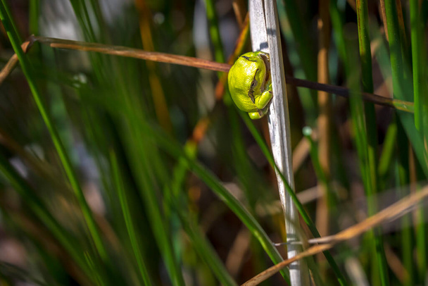 Closeup of a small European tree frog Hyla arborea, Rana arborea, resting in a blackberry bush heating up in the sun. - Photo, Image