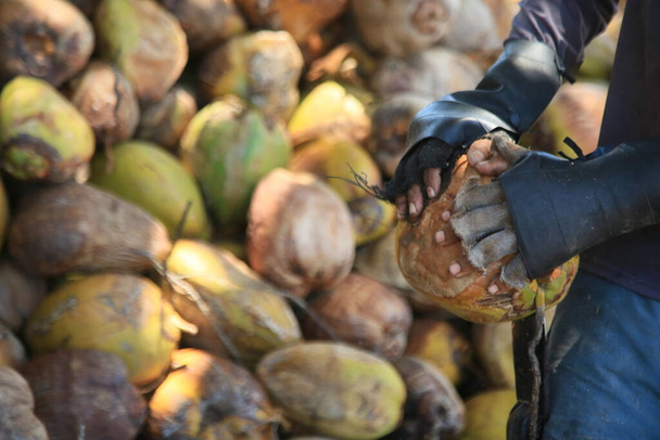 conde, bahia, Brasile - 7 ottobre 2021: un operaio sbuccia frutta secca di cocco in un'azienda agricola nella zona rurale del comune di Conde, costa nord di Bahia. - Foto, immagini