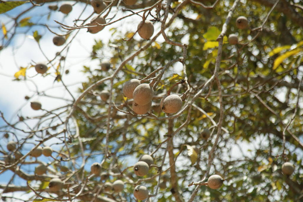 conde, bahia, brésil - 9 octobre 2021 : fruits de genipapo dans une ferme de la ville de Conde, côte nord de Bahia. - Photo, image