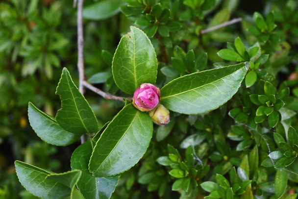 Sasanqua-Blütenknospe. Theaceae immergrüner Baum. Die Blütezeit ist vom Spätherbst bis zum frühen Winter. - Foto, Bild