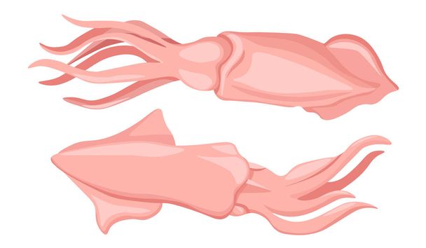 Tintahal-tengeri lény. Nyers tenger gyümölcsei, víz alatti állatok. Kalmár vagy tintahal gerinctelen puhatestű, tengeri állat - Vektor, kép