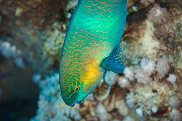 Fish of the Red sea. Daisy Parrotfish - Photo, Image