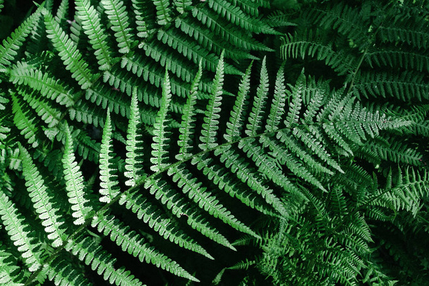 Ormanda yeşil bir eğrelti otu yaprağı. Ormanın zengin doğal bitkileri. - Fotoğraf, Görsel
