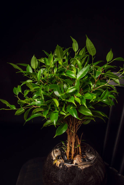 The ficus benjamina although they are easy to grow and are perfect for those who have no experience in gardening - Zdjęcie, obraz