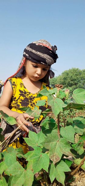 Сельская девочка собирает хлопок на открытом воздухе, традиционный шарф джхоли, деревенская жизнь, дневная погода, зеленый урожай - Фото, изображение