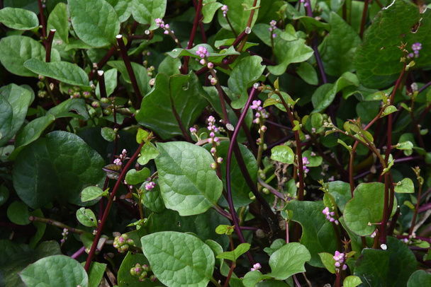  Malabar spinach cultivation. Bassellaceae annual vine plants. It is a highly nutritious vegetable rich in vitamins and minerals, and its leaves and stems are edible. - Photo, Image