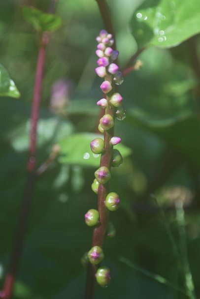  Malabar-Spinat-Anbau. Bassellaceae einjÃ ¤hrige Rebenpflanzen. Es ist ein sehr nahrhaftes Gemüse, reich an Vitaminen und Mineralien, und seine Blätter und Stängel sind essbar. - Foto, Bild