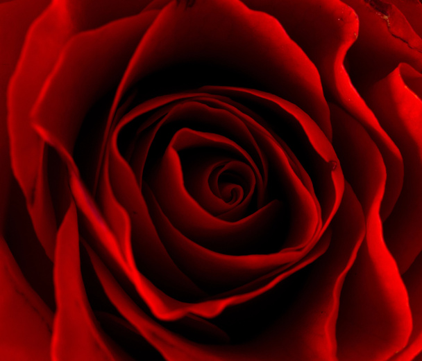 fondo de primer plano de rosas rojas
 - Foto, Imagen