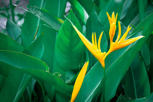 Pássaro do paraíso flores amarelas com folhas verdes Há muitos na Ásia. - Foto, Imagem