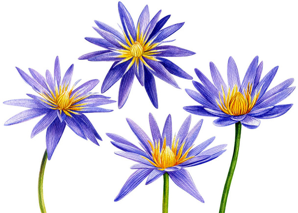 Набор фиолетового лотоса, водяная лилия, тропический цветок. Акварель Иллюстрация изолирована на белом. - Фото, изображение