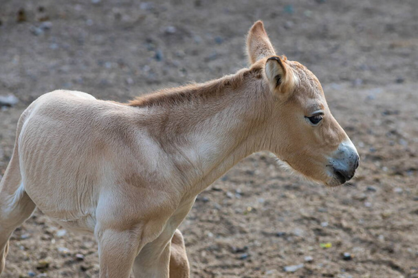 Colt of horse przewalski, Wild horse, Przewalski's horses are the only wild relatives of horses living now. - Foto, imagen