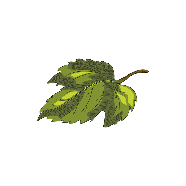 Colored green single leaf of hop plant, engraving vector illustration isolated. - Διάνυσμα, εικόνα