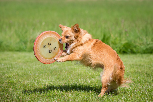 Perro con un frisbee
 - Foto, imagen