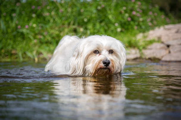 λευκό σκυλί στο νερό - Φωτογραφία, εικόνα
