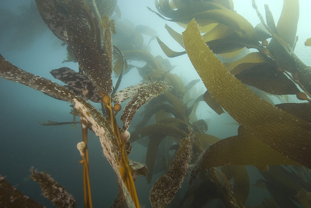ліс водоростей Тихого океану і риби - Фото, зображення