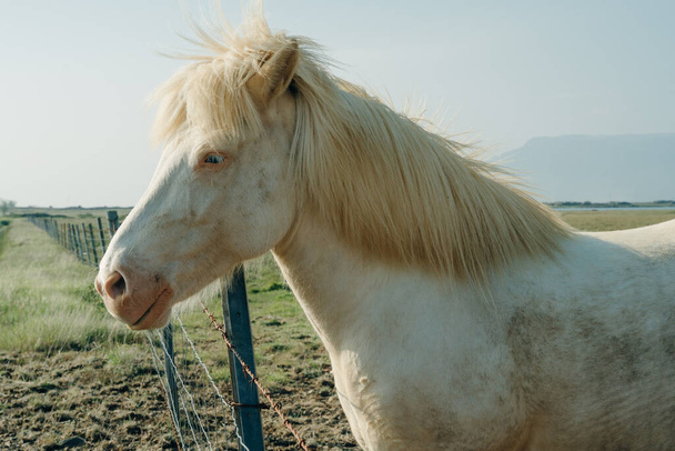 biały koń islandzki w dziedzinie malowniczego krajobrazu przyrodniczego Islandii. Wysokiej jakości zdjęcie - Zdjęcie, obraz