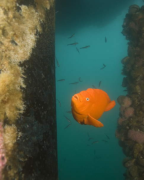 Ειρηνικό Ωκεανό υποβρύχια ύφαλο ζώα και ψάρια - Φωτογραφία, εικόνα