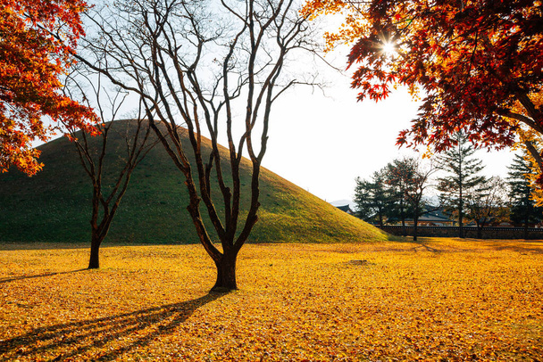 Осінь у стародавній гробниці Daereungwon (Кьонджу, Корея) - Фото, зображення