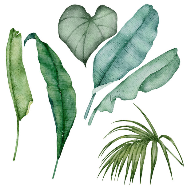Απομόνωση υδατοχρώματος Green Leaf Element σε λευκό φόντο - Φωτογραφία, εικόνα