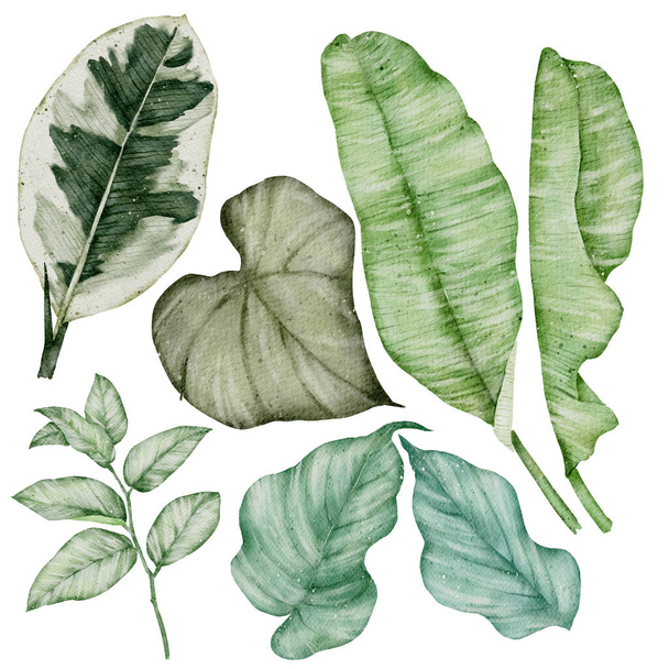 Green Leaf Element watercolor isolate on white background - Φωτογραφία, εικόνα