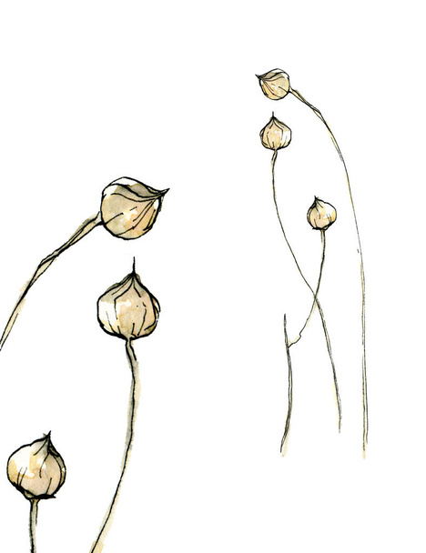 Watercolor Illustration of delicate pastel, beige gold grain seeds in the sketch style with ink border isolated on a white background. - Valokuva, kuva