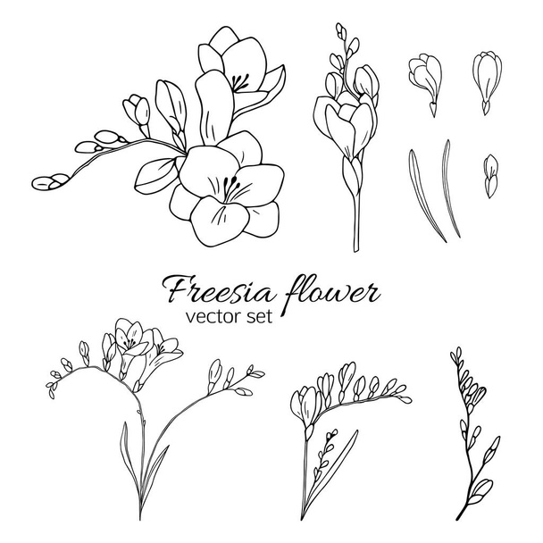 Handgezeichnetes Schwarz-Weiß-Freesia-Blumenset. Linienkunst Vektor Illustration. - Vektor, Bild