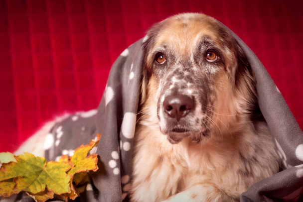 Большая собака под одеялом и осенние листья - Фото, изображение