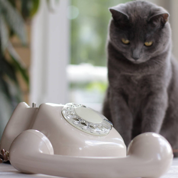 the receiver lies on the table next to the disk retro telephone against the background of the silhouette of a cat by the window. the most attentive call center - Фото, зображення