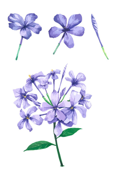 akvarel fialový květ, izolované na bílém pozadí, Květina pro dekorativní a design - Vektor, obrázek