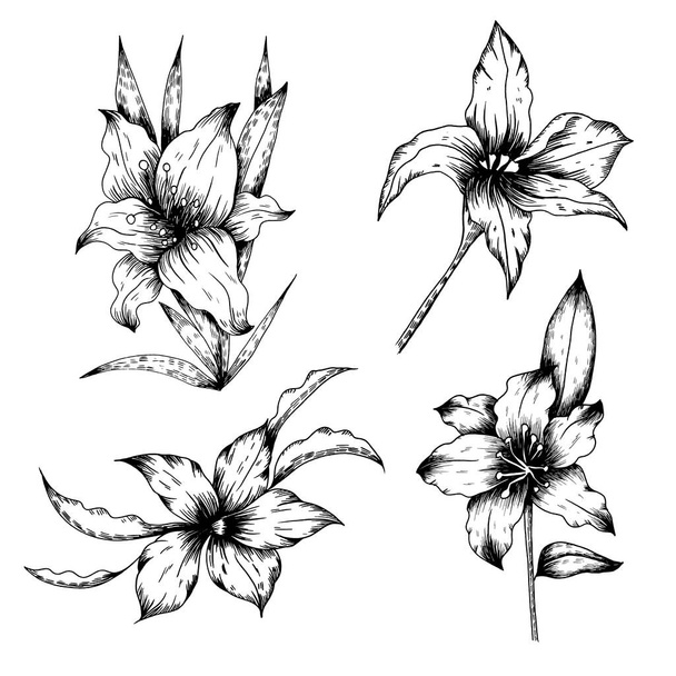 Λουλούδι και φύλλα Σκίτσο Συλλογή τέχνης Χέρι ζωγραφισμένα Vintage στυλ - Διάνυσμα, εικόνα