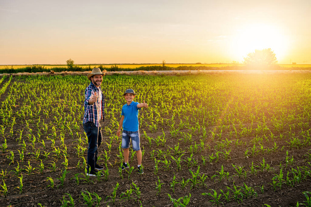Los agricultores familiares están de pie en su campo de maíz en crecimiento. Están satisfechos con el progreso de las plantas.  - Foto, imagen