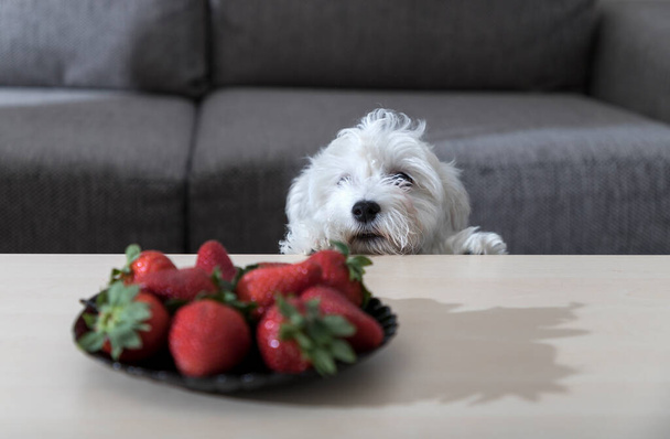 Nanja, cachorro de tres meses de edad Bichon, observando con fascinación fresas en la mesa de café - Foto, imagen