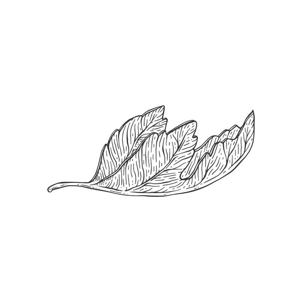 Folded leaf of fig tree in hand drawn sketch vector illustration isolated. - Wektor, obraz