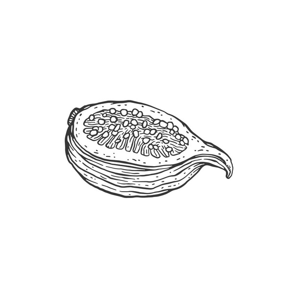 Fig fruit cut in half, engraving vector illustration isolated on white. - Vector, imagen