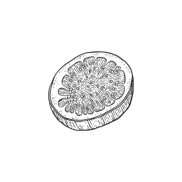 Circle slice of cut fig fruit, sketch engraving vector illustration isolated. - Wektor, obraz