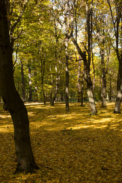 Autumn park. Yellow foliage. Beautiful and peaceful place. Autumn landscape. - Photo, image