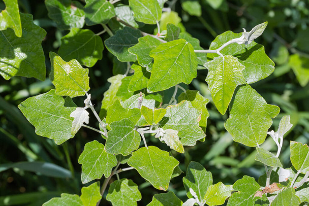 Свежие ростки белого тополя, или серебристого тополя с молодыми листьями, фрагмент крупным планом в селективном фокусе - Фото, изображение