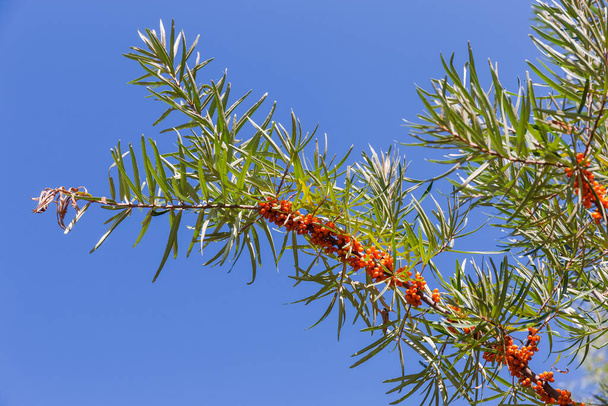 Branch of the wild growing sea buckthorn with ripe orange-yellow berries against the clear sky - Photo, Image