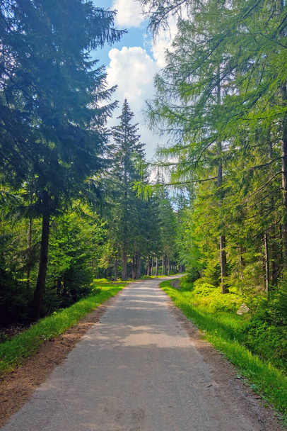 Lesní pěší stezka na čerstvém vzduchu - Fotografie, Obrázek