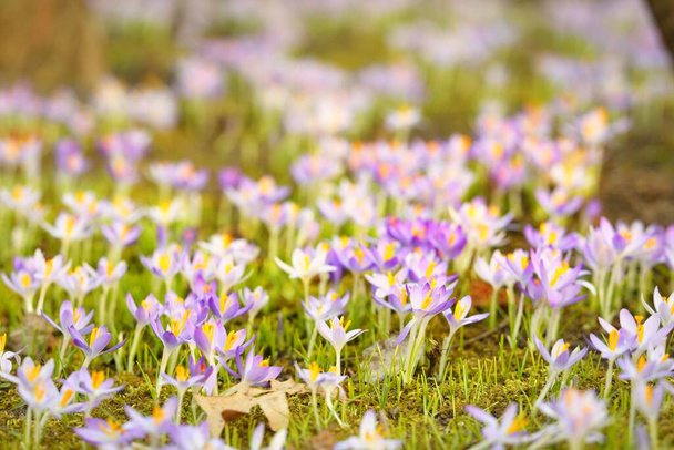 Blooming crocus flowers in a park. Early spring. Symbol of peace and joy, Easter concept. Landscaping, gardening, ecotourism, environmental conservation. Art, macrophotography. Floral pattern - Photo, Image