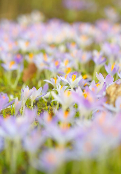 Blühende Krokusblüten in einem Park. Vorfrühling. Symbol für Frieden und Freude, Osterkonzept. Landschaftspflege, Gartenbau, Ökotourismus, Umweltschutz. Kunst, Makrofotografie. Florales Muster - Foto, Bild