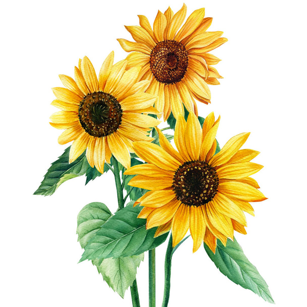 Suluboya ayçiçekleri. Güneş çiçekleri El ambalaj kağıdı ve tekstil baskısı için çizim. - Fotoğraf, Görsel