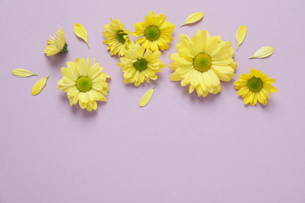 Yellow chrysanthemums on violet background, space for text. - Photo, Image
