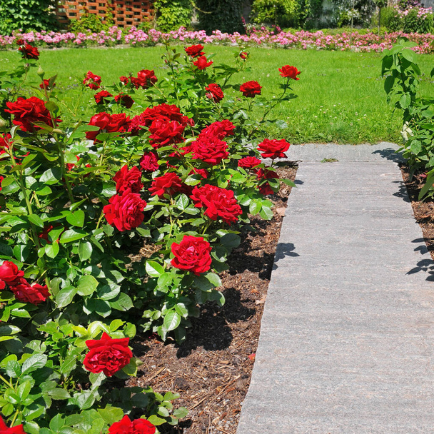 Red roses in the rose garden of the city garden. - Fotoğraf, Görsel