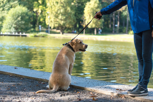 Labrador Retriever dog with owner walking in the park - Zdjęcie, obraz