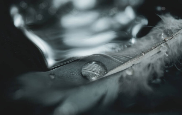 Gotas de agua en la naturaleza pluma de pato flotando en el vapor con reflejo borroso de fondo claro, Profundidad superficial del campo gotas de lluvia en la textura alas esponjosas de pájaro en color blanco y negro - Foto, imagen