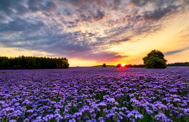 Прекрасний захід сонця над полем фацелії
 - Фото, зображення