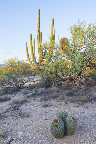 Saguaro kaktusz - Fotó, kép
